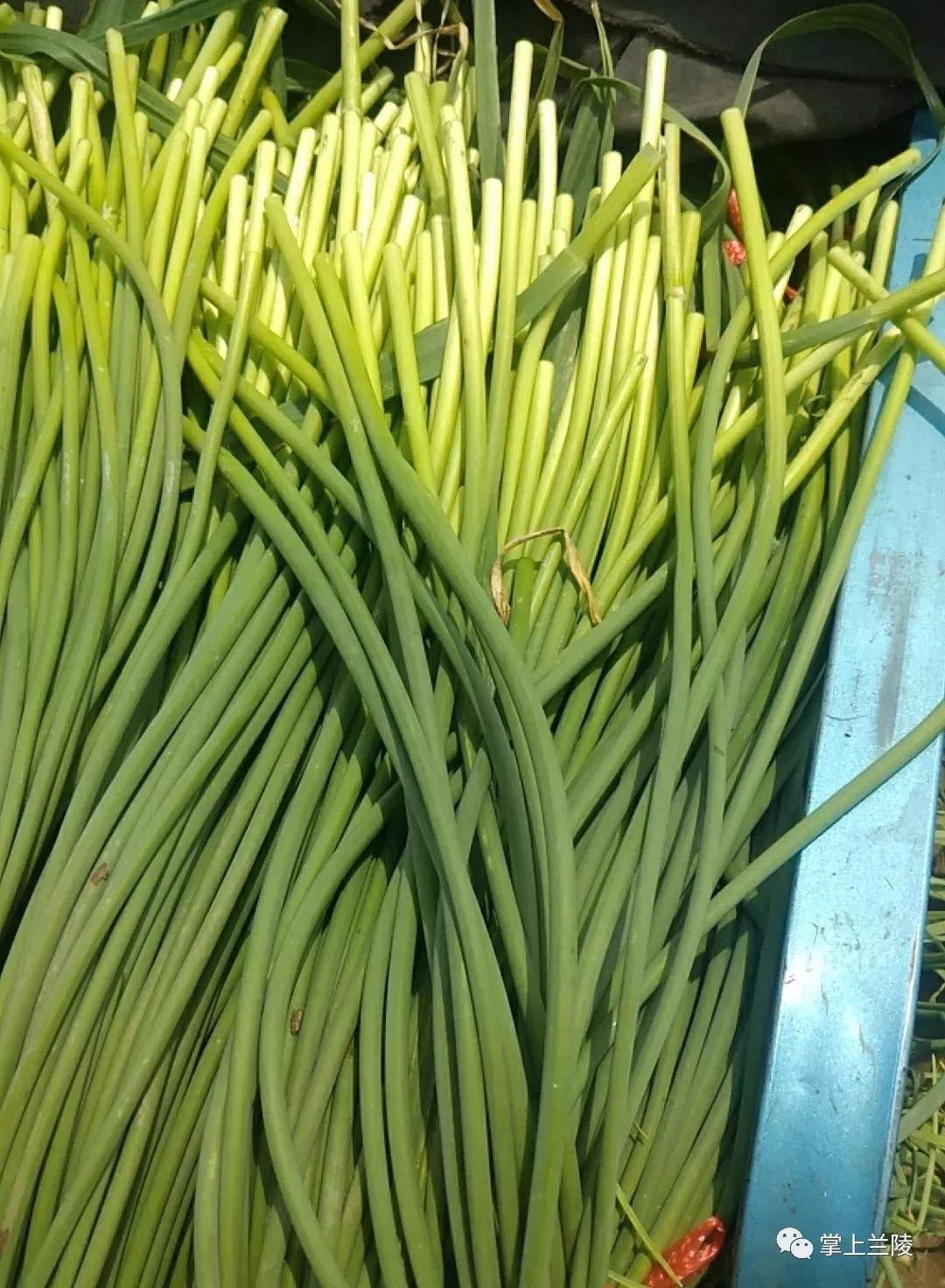 苍山蒜薹价格最新行情