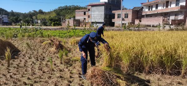 江西最新审定水稻品种,引领农业新时代的绿色力量