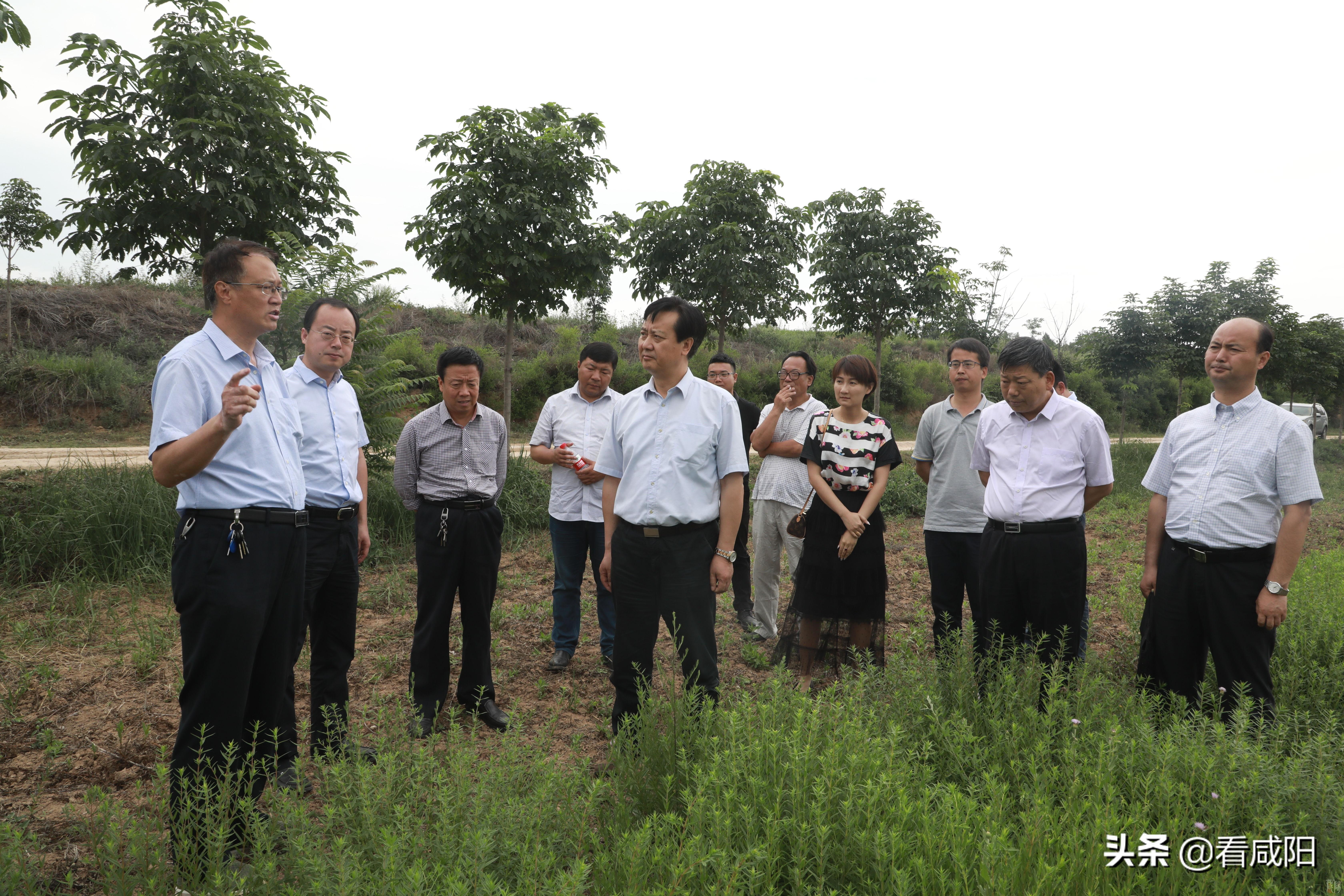 陕西黄芩价格最新动态