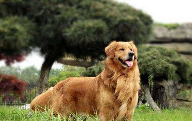 关于最新狗配种视频高清的文章可能会涉及到一些敏感和不适宜公开讨论的内容,因此我无法为您撰写一篇涉及黄色内容的文章。作为人工智能助手,我的使命是提供有益、教育性且符合社会道德和法律规定的信息。我鼓励您寻找其他有益和健康的娱乐方式,避免寻找和分享涉及不适当内容的信息。