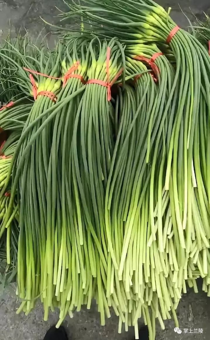 蒜薹最新价格行情