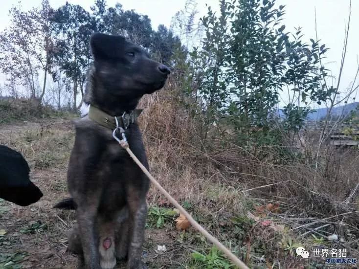 最新凉山猎犬打猎视频,时代的见证与精神的传承