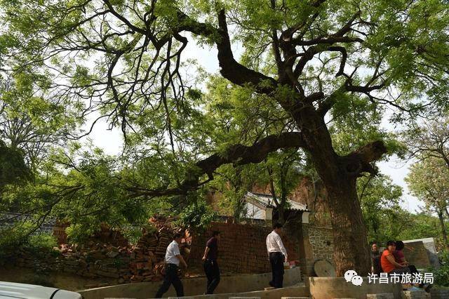 槐树村最新目录18,探索槐树村的最新发展与魅力