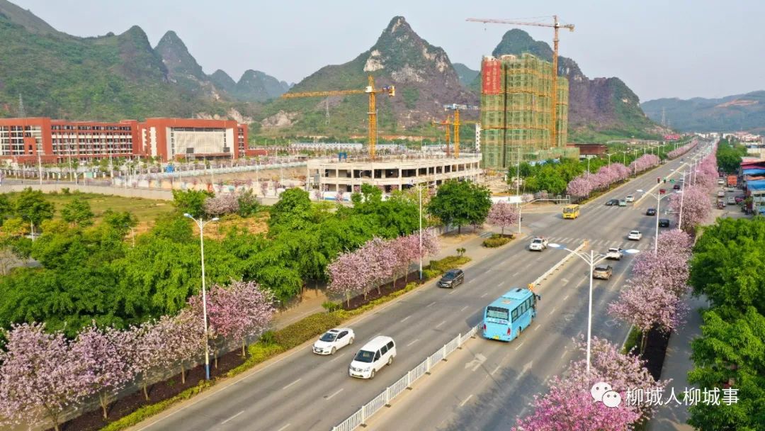 最新柳城县新闻📣📅 柳城风采再现新篇章!