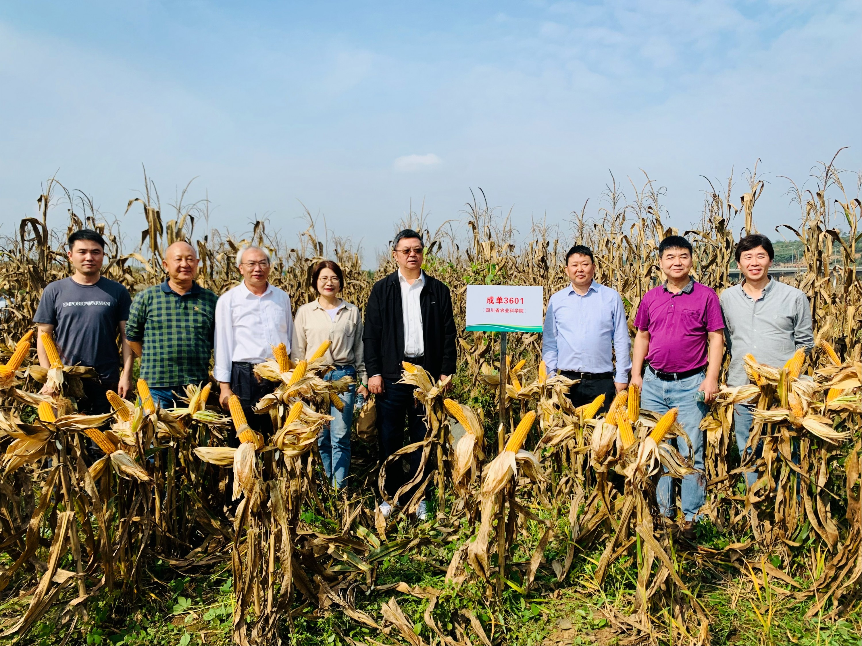 山东最新审定玉米品种与播种希望的故事