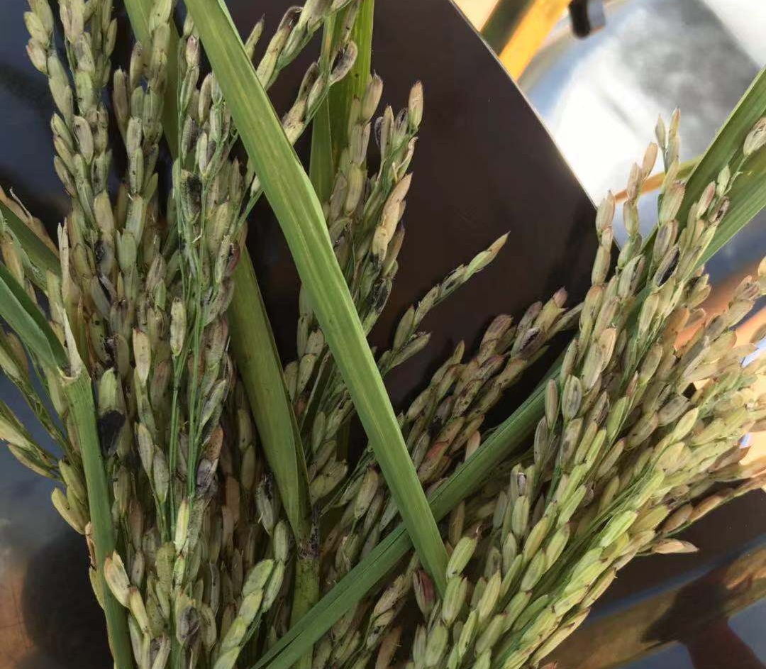 防治稻粒黑粉病的最新药物,时代之光照亮稻田的希望