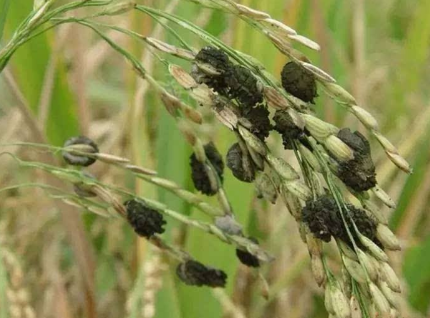 防治稻粒黑粉病的最新药物,时代之光照亮稻田的希望