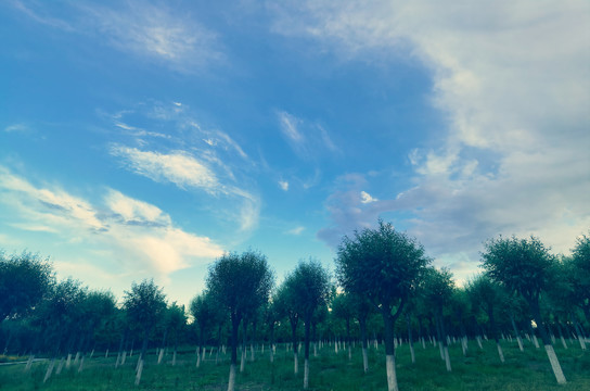 最新矫正视力,一场自然美景的心灵之旅