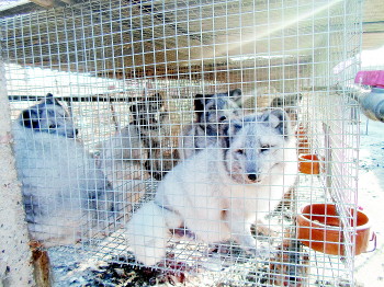 今日尚村最新狐狸皮毛价格行情详解,如何获取与解读价格信息