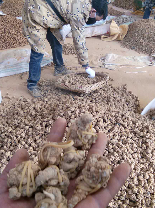 三七最新市场价格行情
