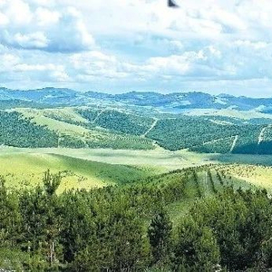 吉林省林业改革最新消息2024,绿色变革,激发自信与活力