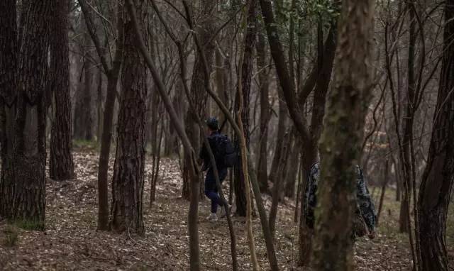 狩猎最新网站——森林深处的友情奇遇