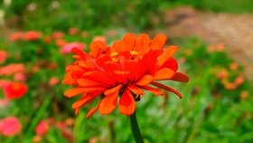 香蜜视频最新,友情之花盛开在温馨的日常里