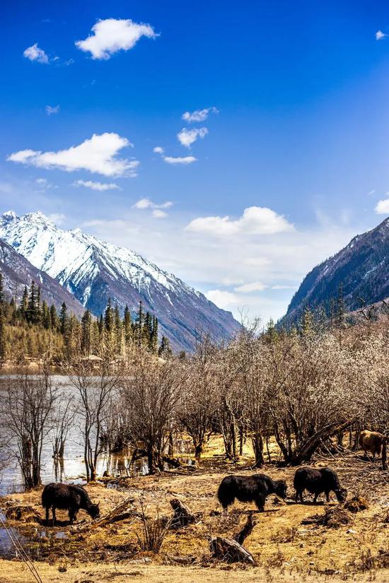 疏疏最新视频,探索自然美景的旅行,寻找内心的平和宁静