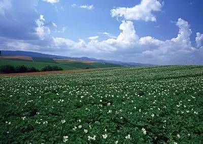 最新防草布,一场探索自然美景的轻松之旅