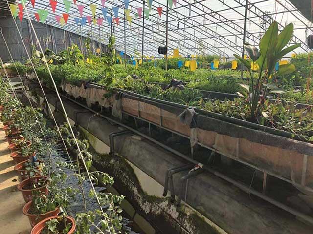 最新大棚菜,科技与农业的完美结合