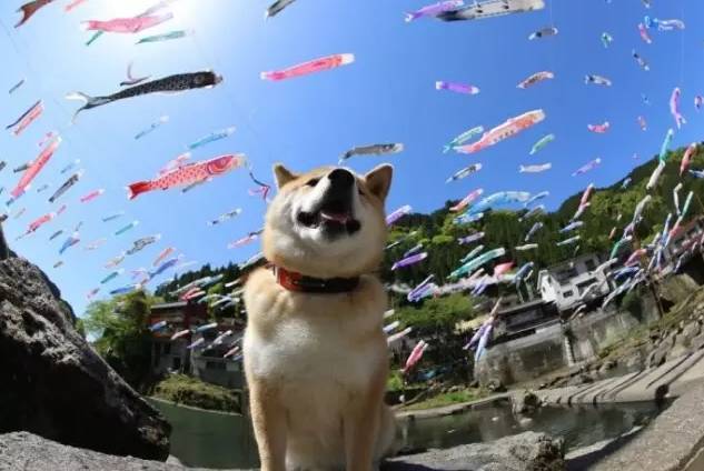 最新斗图狗,一场自然美景的探险之旅