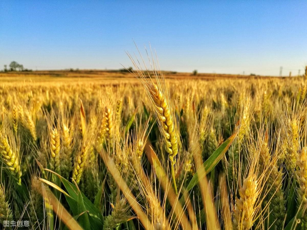 最新闪唱视频,一种文化现象的深度探讨