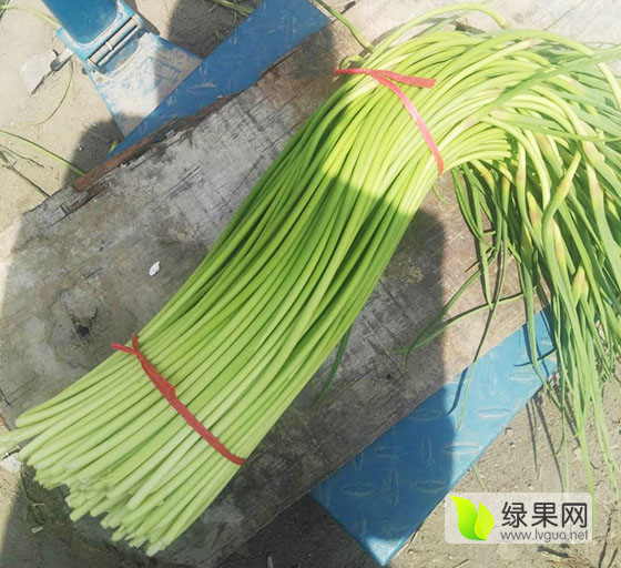 蒜苔最新批发价格行情分析