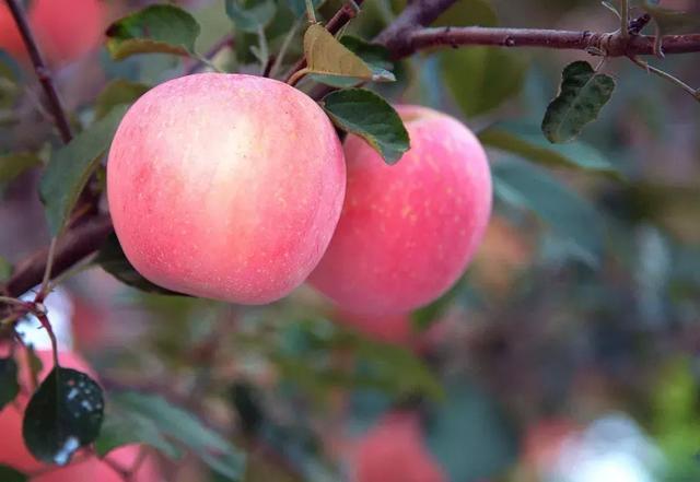 富士苹果价格行情,小巷深处的苹果风味奇遇