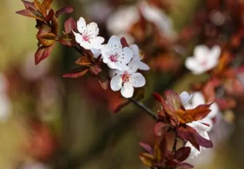 红叶李行情,市场走势分析及其观点阐述