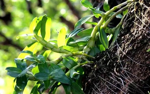 石斛价格,一场寻找内心平静的绿色之旅