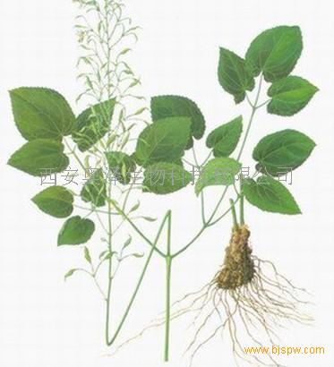 淫羊藿的价格——科技赋能,生活因此而变