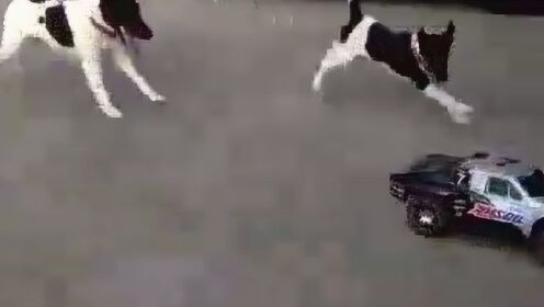 2017年度热门犬兔追逐视频,犬兔之间的速度与激情