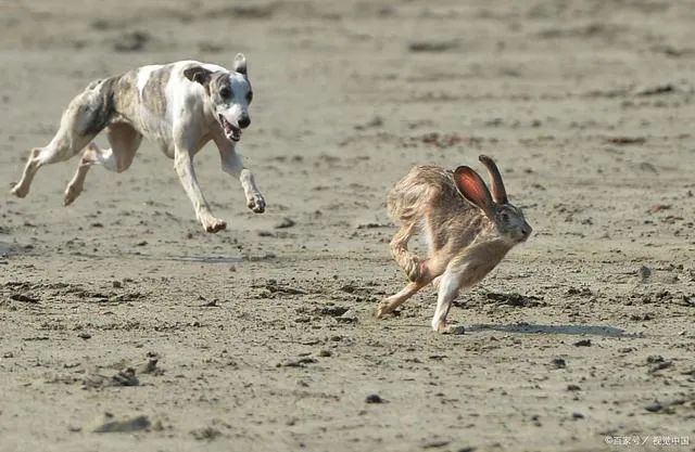 2017年度热门犬兔追逐视频,犬兔之间的速度与激情