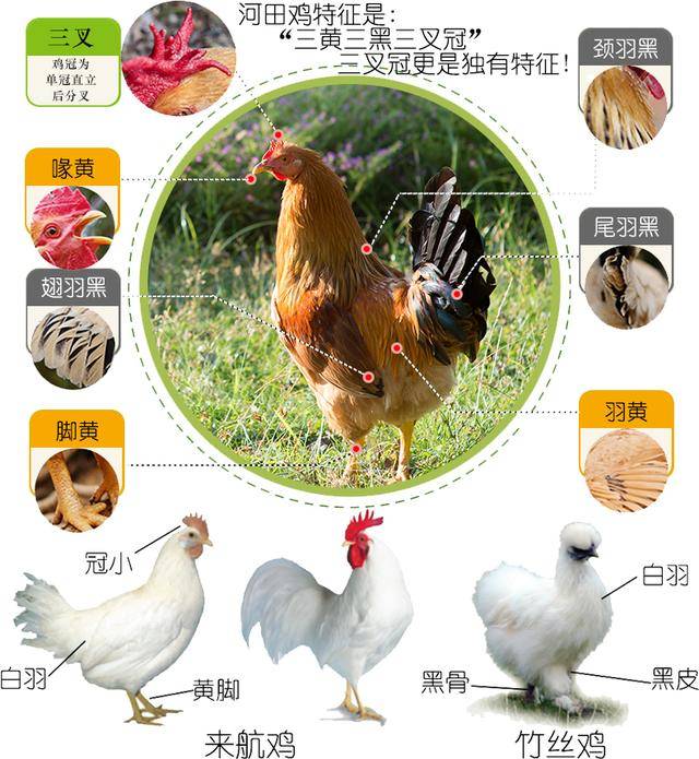 麻鸡今日行情,一只鸡的成长故事与你的励志之旅