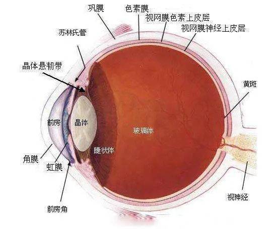 角膜移植技术最新进展论述
