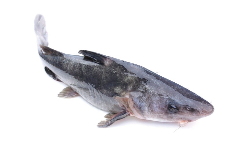 江团最新报价——一场温馨有趣的购物之旅