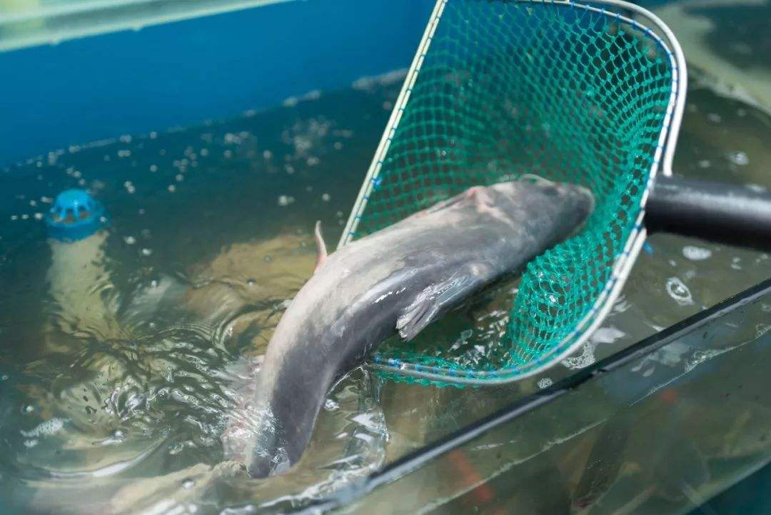 江团最新报价——一场温馨有趣的购物之旅