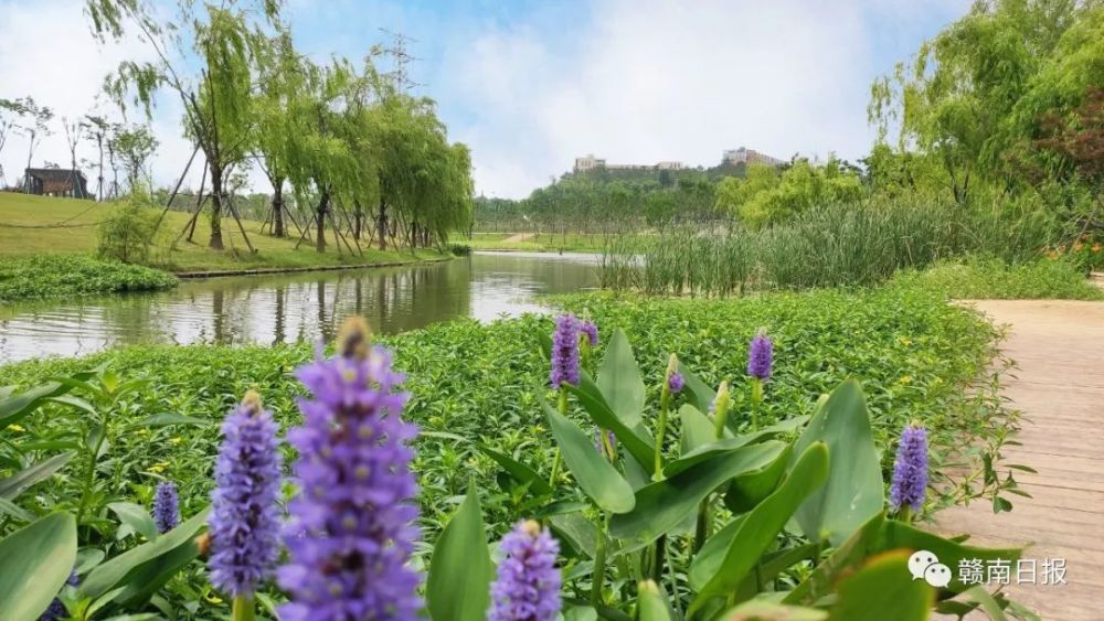 小农民最新章节,乡村变革中的希望与活力