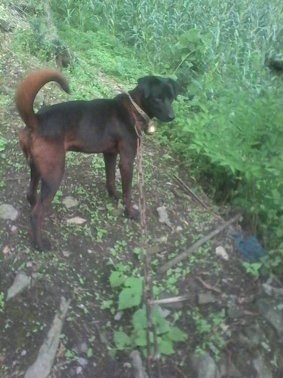 最新青川犬出售信息,购买指南与步骤详解