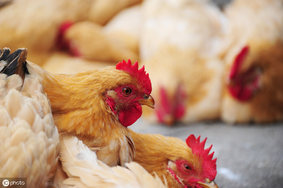 陕西淘汰鸡价格行情分析