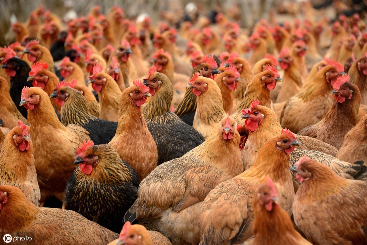 陕西淘汰鸡价格行情分析