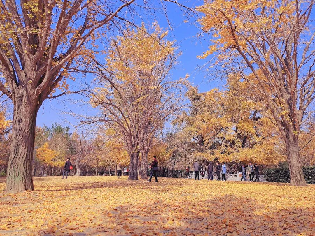 银杏新村最新房价公布,变化带来希望,学习铸就自信