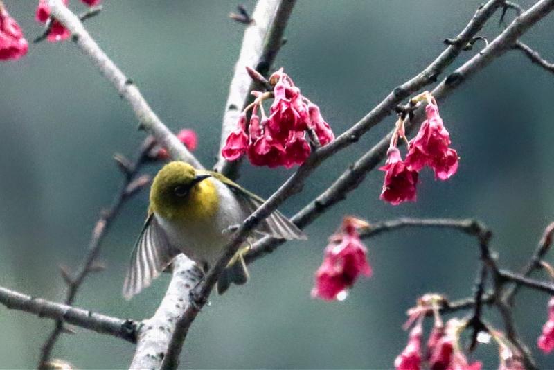 苏州绣眼比赛,传统工艺与现代竞技的完美结合