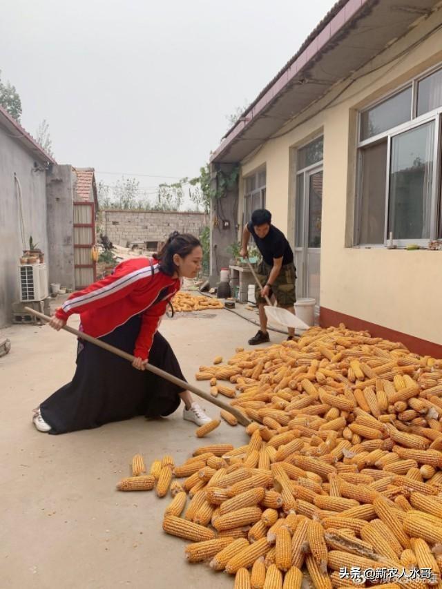 临沂玉米价格动态