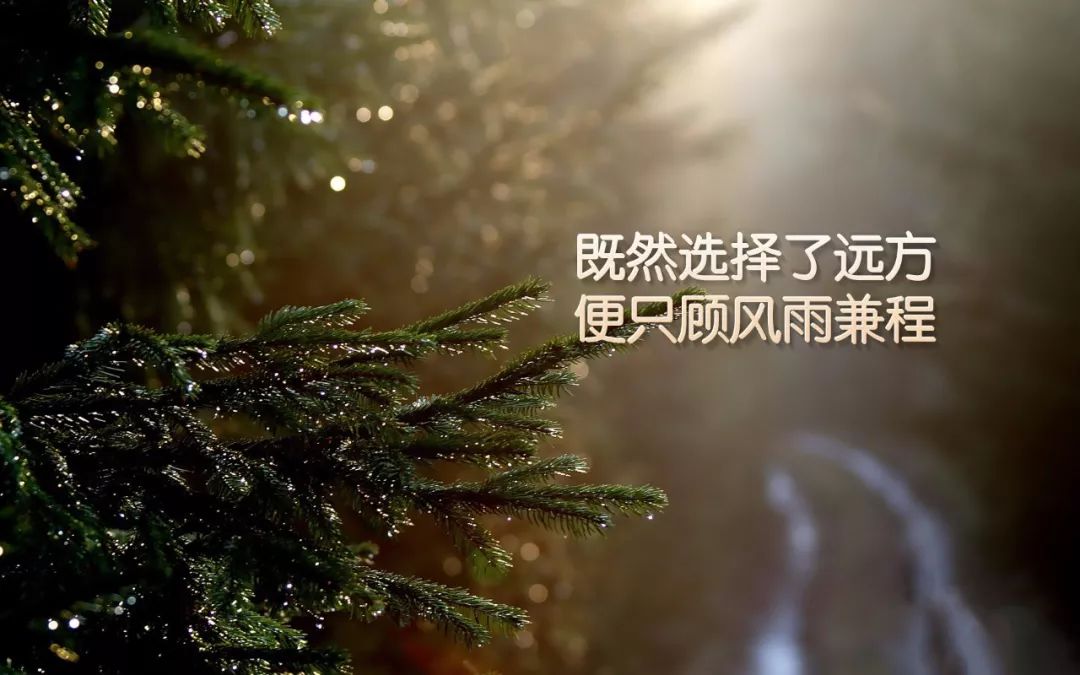 红橡木行情,一棵树的成长与你的励志人生