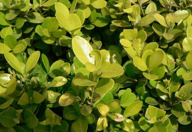 小叶黄杨价格,市场走势、品种差异与价格因素解析