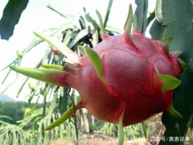 台湾新上市火龙果品种,探索热带风味的独特之旅