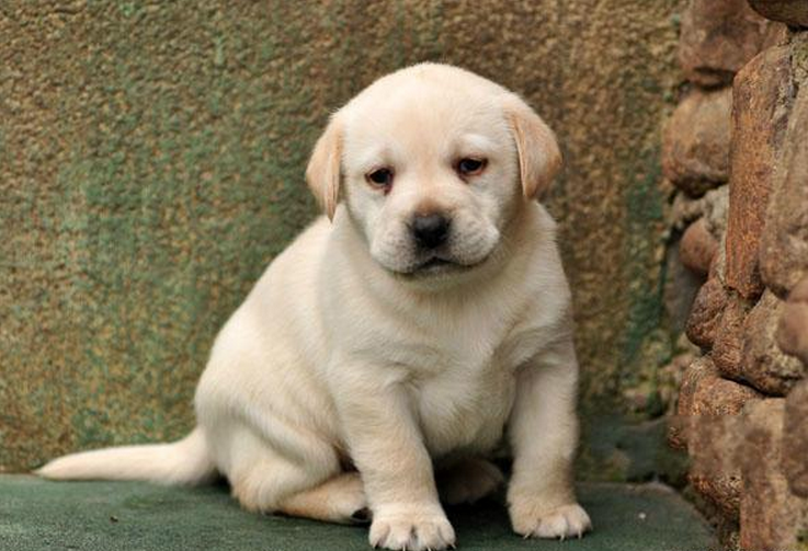 拉布拉多幼犬价格多少钱一只?全面解析拉布拉多犬的市场价值