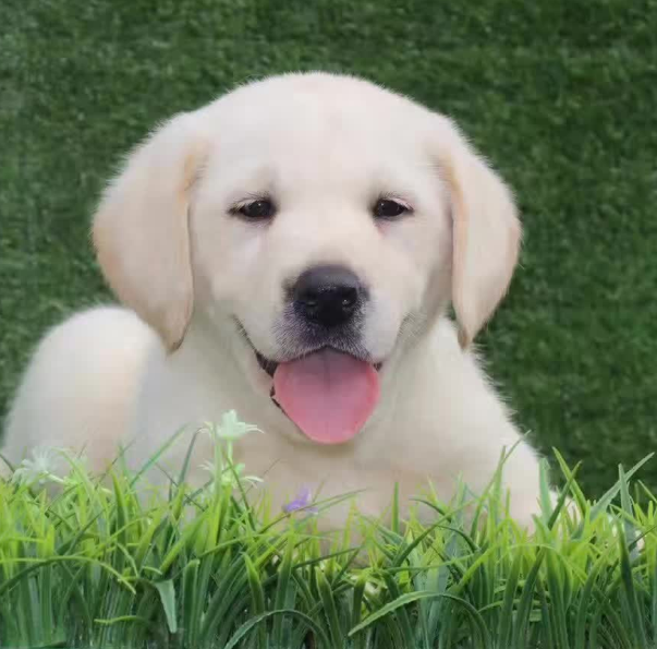 拉布拉多幼犬价格多少钱一只?全面解析拉布拉多犬的市场价值