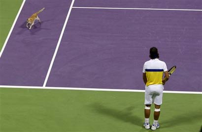 纳达尔比赛,科技重塑赛场,体验未来竞技魅力