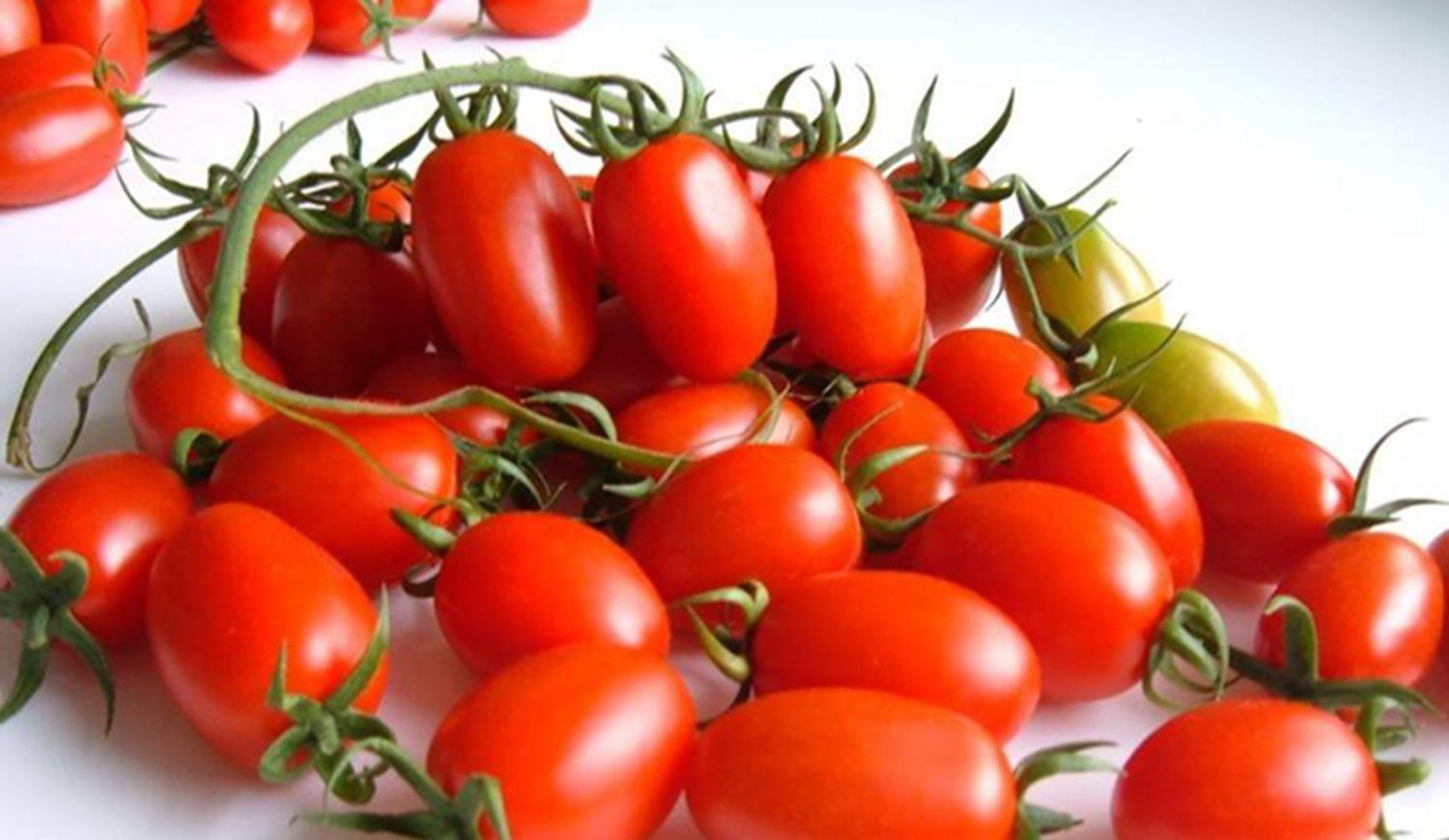 2025年西红柿价格行情与我们的日常小故事