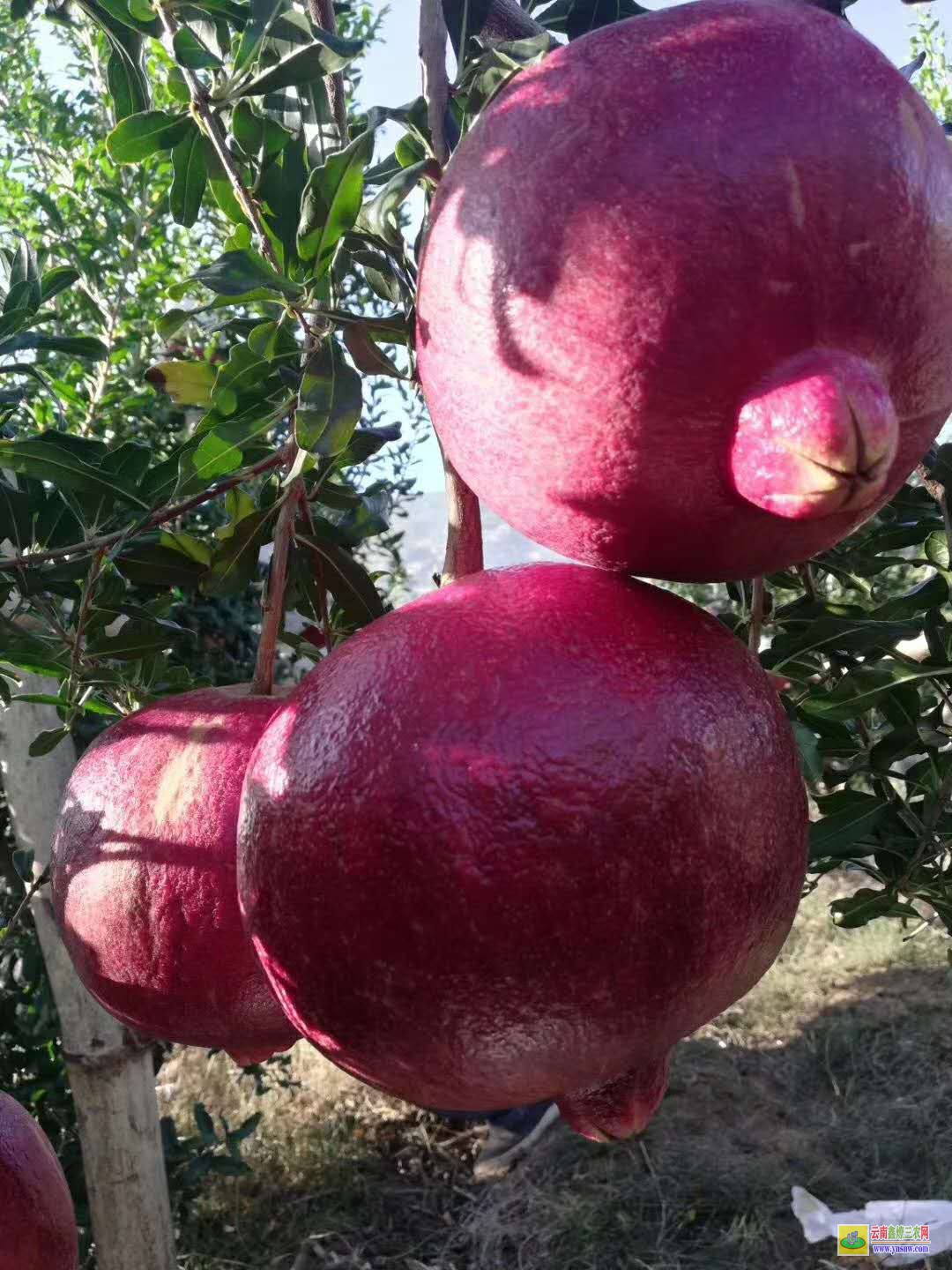 石榴最新价格,一颗石榴如何引领你走向自信与成就之路