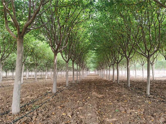 芍药行情价格表,深度分析与观点阐述