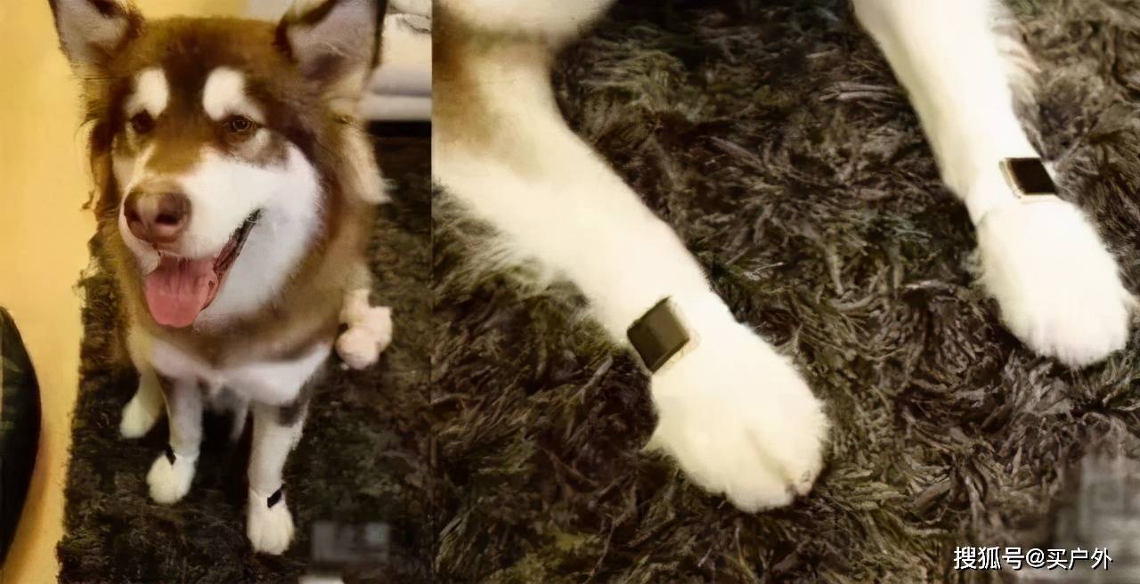 长的像明星的狗,一场寻找内心平静的旅行